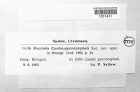 Puccinia cardui image